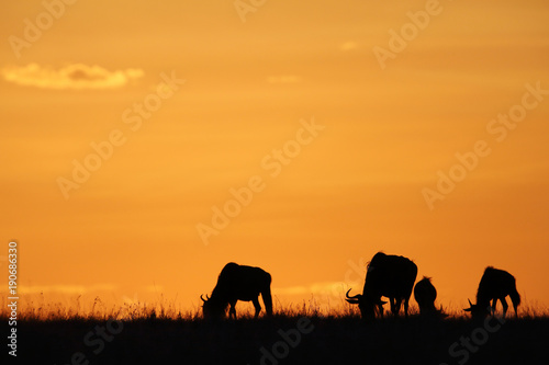 Wildebeests grazing during sunset, Masai Mara