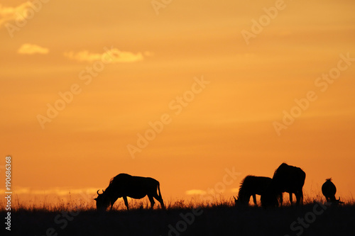 Wildebeests grazing during sunset