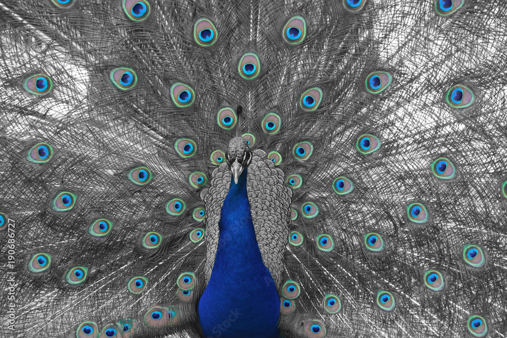 Obraz premium Pfau