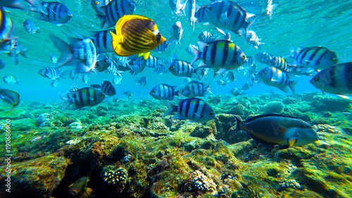 fish underwater world