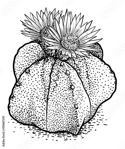 Bishop's cap cactus illustration, drawing, engraving, ink, line art, vector