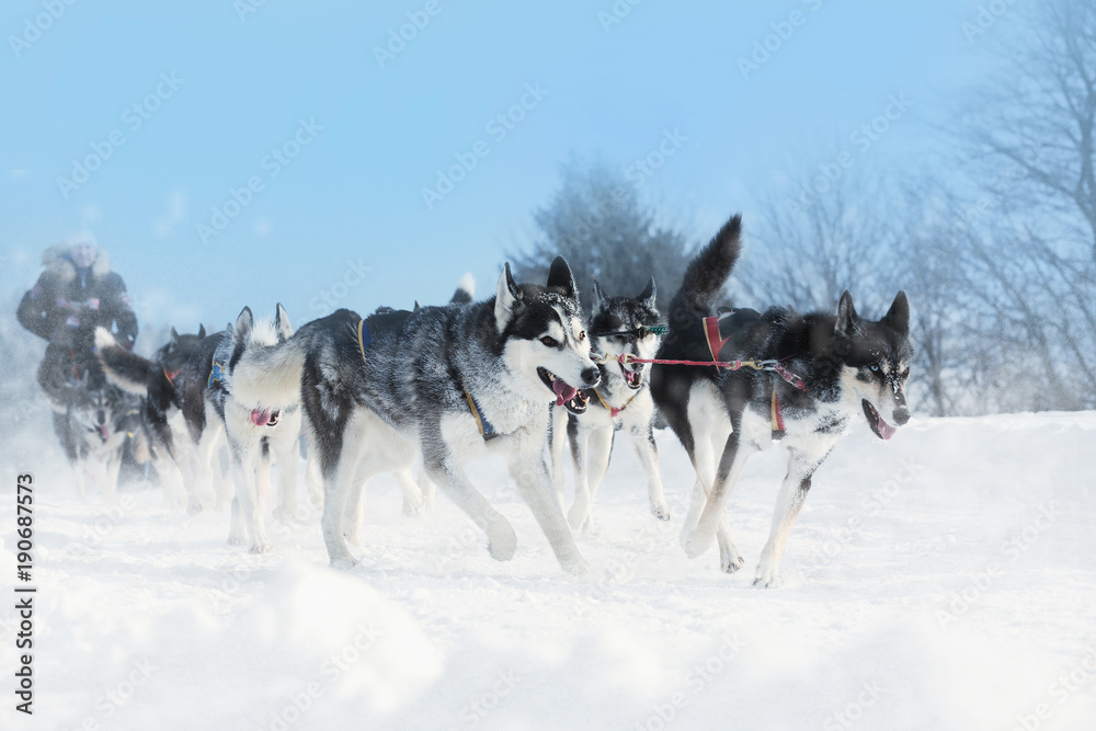 Winter sled dog race in the wonderful winter landscape in the background is blurred guide dogs. Winter Sled dog racing on the circuit. Winter sled dog race in the wonderful winter landscape in the background is blurred guide dogs. Winter Sled dog racing on the circuit.