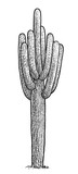 Saguaro cactus illustration, drawing, engraving, ink, line art, vector