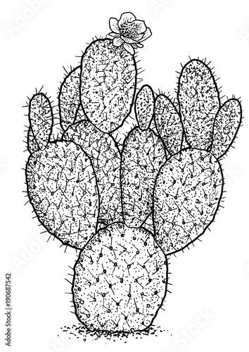 Indian fig, opuntia illustration, drawing, engraving, ink, line art, vector