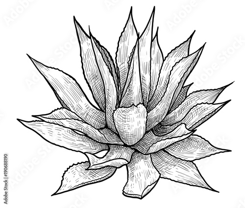 Agave illustration, drawing, engraving, ink, line art, vector