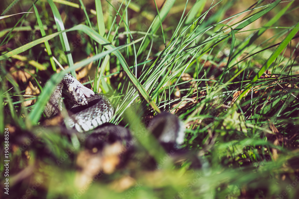 Grass snake (Natrix natrix) bite self, called the ringed snake or water snake, is a Eurasian non-venomous snake.