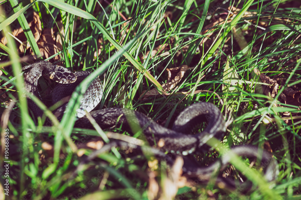 Grass snake (Natrix natrix) bite self, called the ringed snake or water