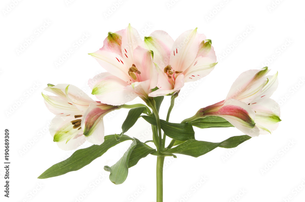 Obraz premium Alstroemeria flowers and foliage