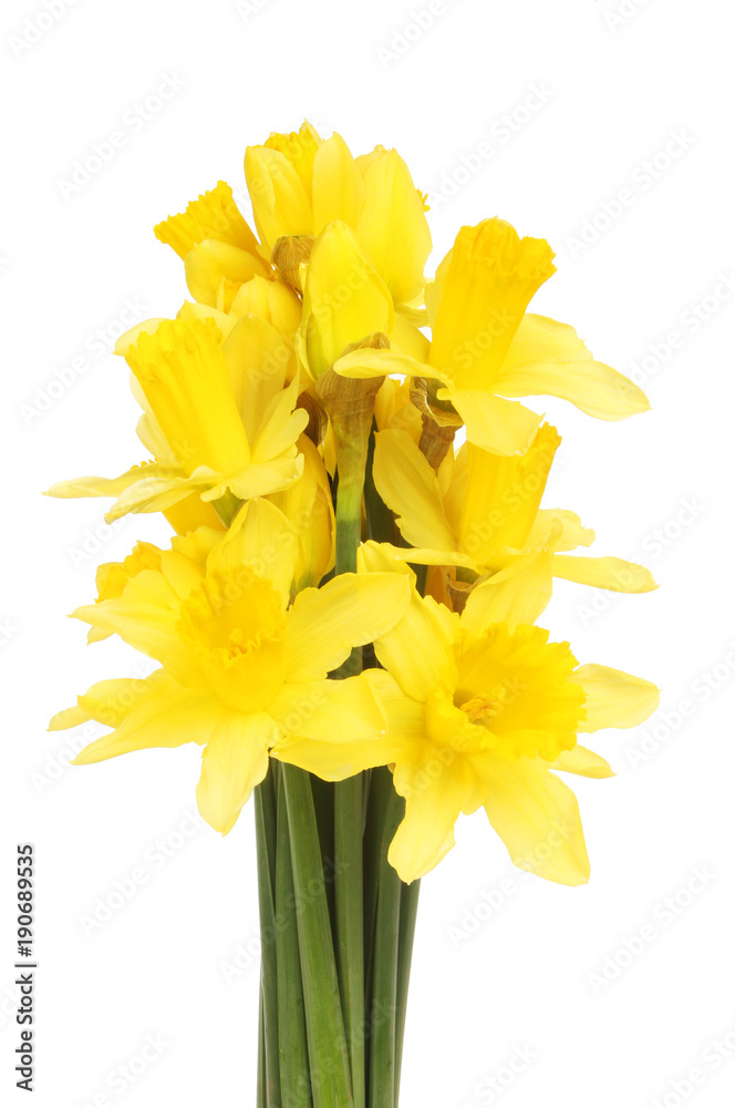 Bunch of daffodil flowers Bunch of daffodil flowers