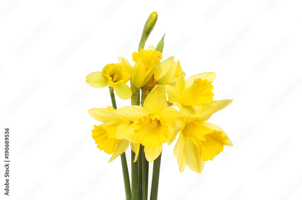 Bunch of daffodils