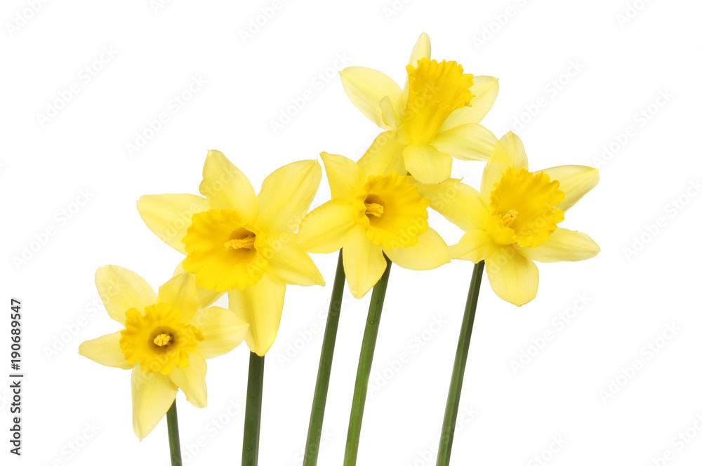 Spray of daffodils Spray of daffodils