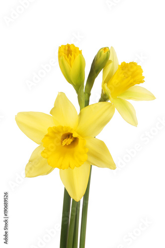 Daffodil flowers and buds