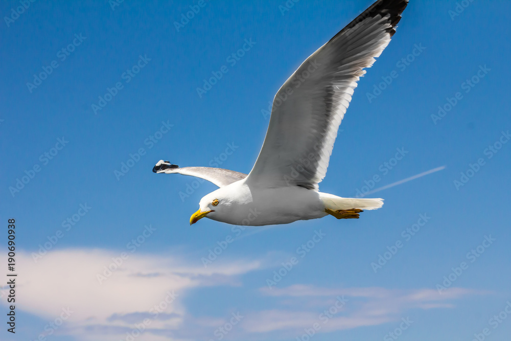 European herring gull, seagull (Larus argentatus) flying in the summer along the shores of Aegean sea near Athens, Greece European herring gull, seagull (Larus argentatus) flying in the summer along the shores of Aegean sea near Athens, Greece