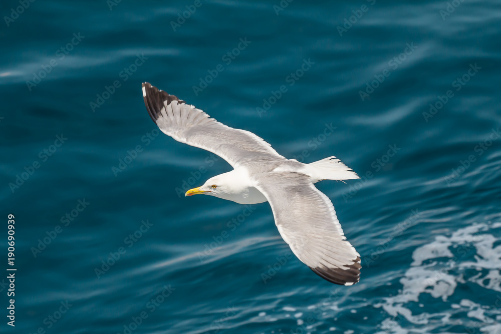 European herring gull, seagull (Larus argentatus) flying in the summer along the shores of Aegean sea near Athens, Greece European herring gull, seagull (Larus argentatus) flying in the summer along the shores of Aegean sea near Athens, Greece