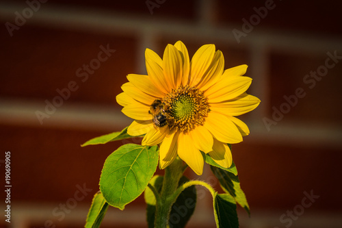 Eine Hummel sitzt auf einer Sonnenblume