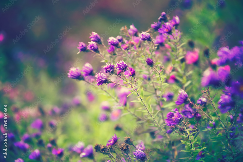 Purple flowers in sunlight