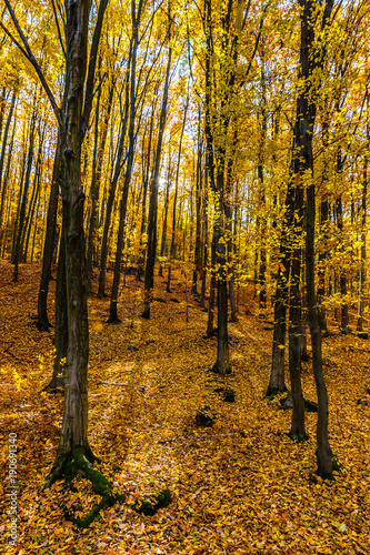 Colorful Autumn In Voderady Beechwood  Czechia