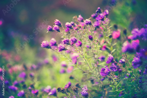 Purple flowers in sunlight