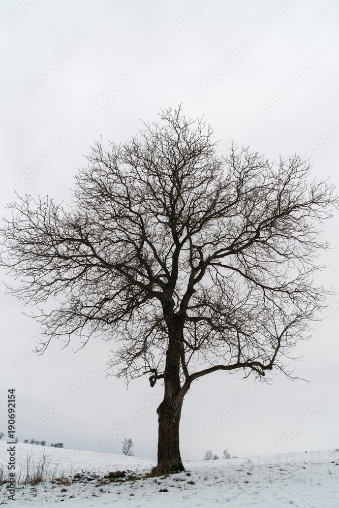 Fototapeta premium Abandoned walnut tree on snow covered meadow during winter. Slovakia 