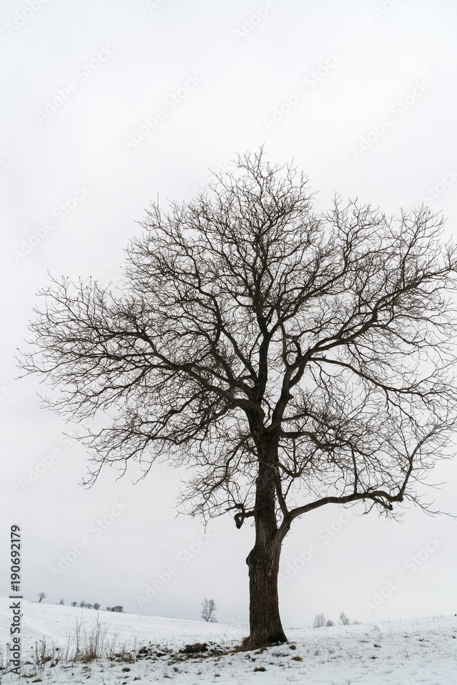 Abandoned walnut tree on snow covered meadow during winter. Slovakia Abandoned walnut tree on snow covered meadow during winter. Slovakia