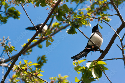 magpies on cherry tree © dcookd