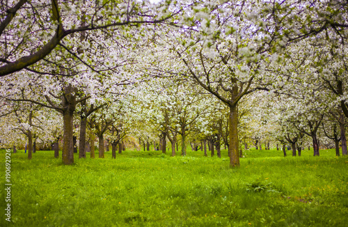 blooming apple trees in the hills of Petrin in Prague in spring blurred 