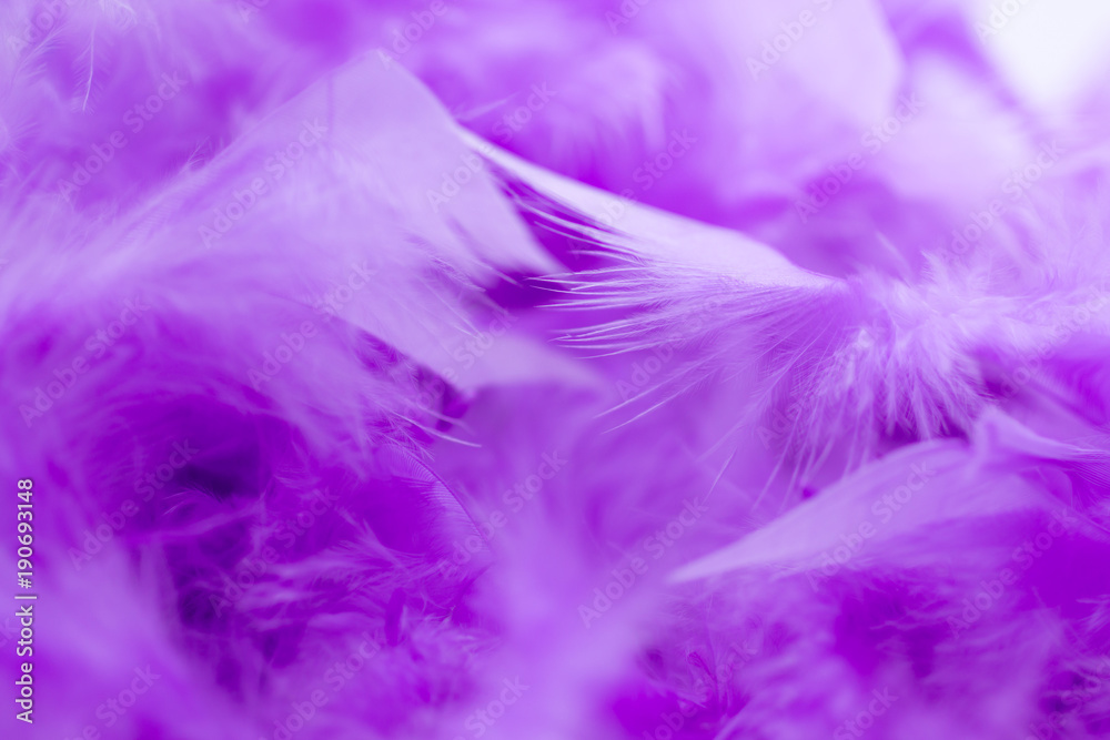 Close Up purple feather .Image use for background texture, abstract Close Up purple feather .Image use for background texture, abstract