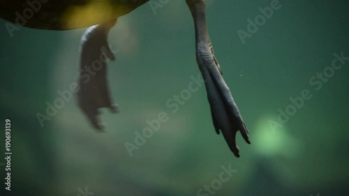 Duck legs moving and swimming underwater in a aquarius