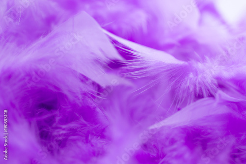 Close Up purple feather .Image use for background texture  abstract