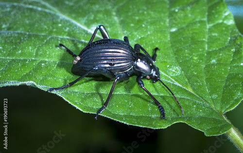 A darkling beetle (family Tenebrionidae) on a leaf at night in Belize. © Kevin