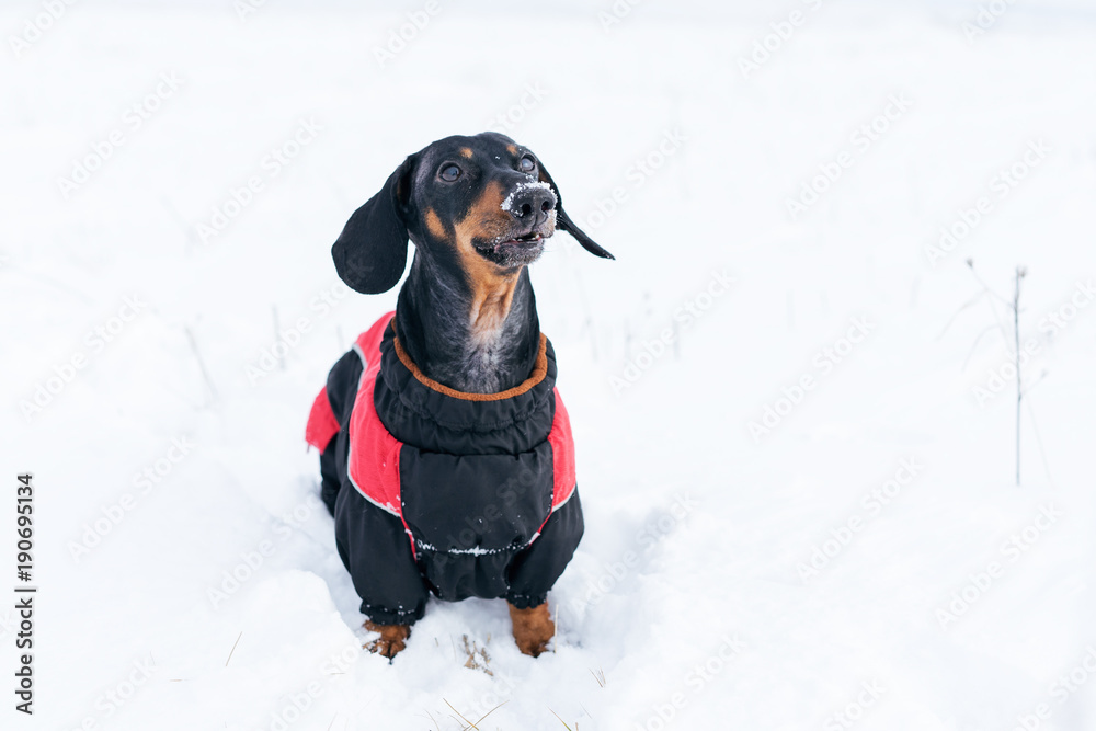 nice dog, dachshund, black and tan, in clothes (sweater), standing in the street in winter, staining his nose in the snow