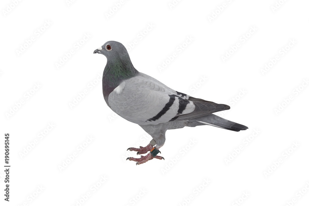 close up of speed racing pigeon bird isolate white background