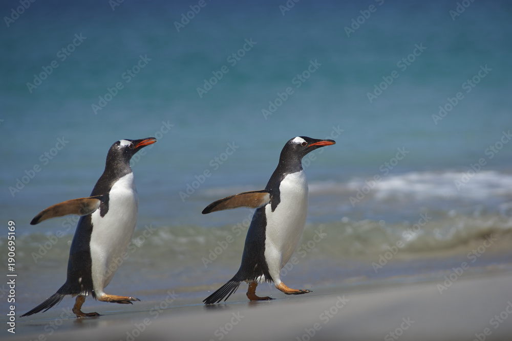 Naklejka premium Gentoo Penguins (Pygoscelis papua) emerging from the sea onto a large sandy beach on Bleaker Island in the Falkland Islands.