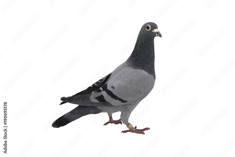close up of speed racing pigeon bird isolate white background close up of speed racing pigeon bird isolate white background
