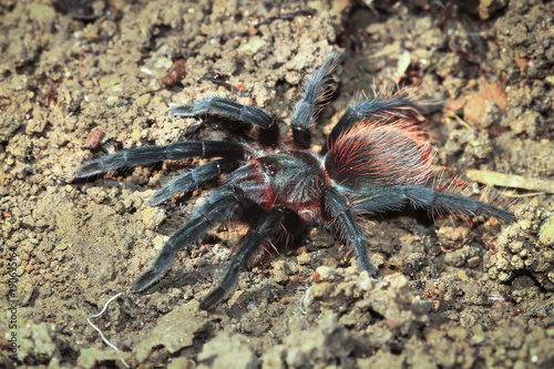 A mexican red rump tarantula (Brachypelma albiceps) walking along the forest floor at night in Belize. photo