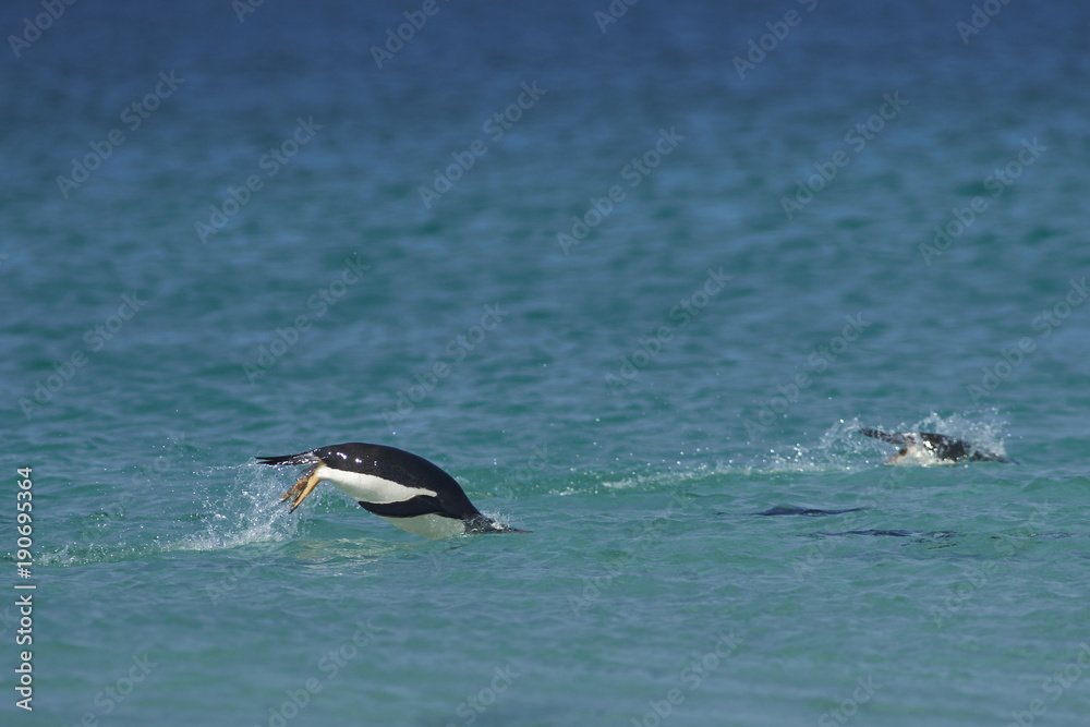 Obraz premium Gentoo Penguins (Pygoscelis papua) swimming in the sea off the coast of Bleaker Island in the Falkland Islands.