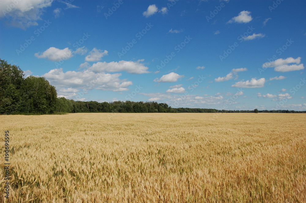 Summer field