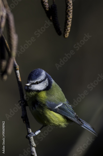 Blue tit perched