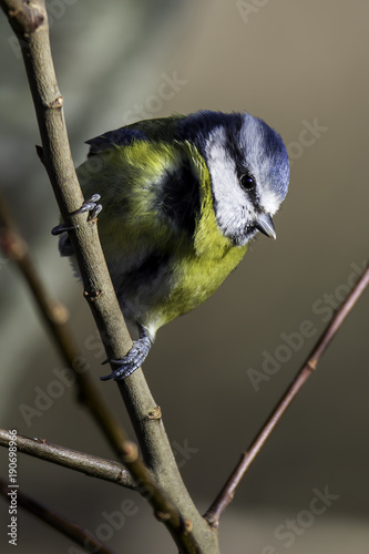 Blue Tit 2