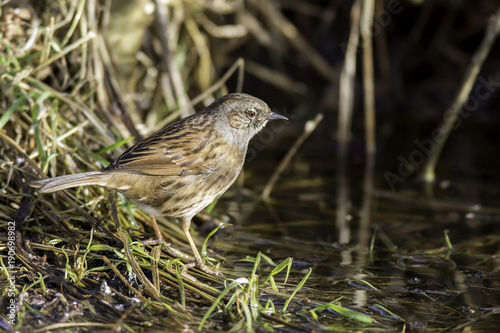 Dunnock 1