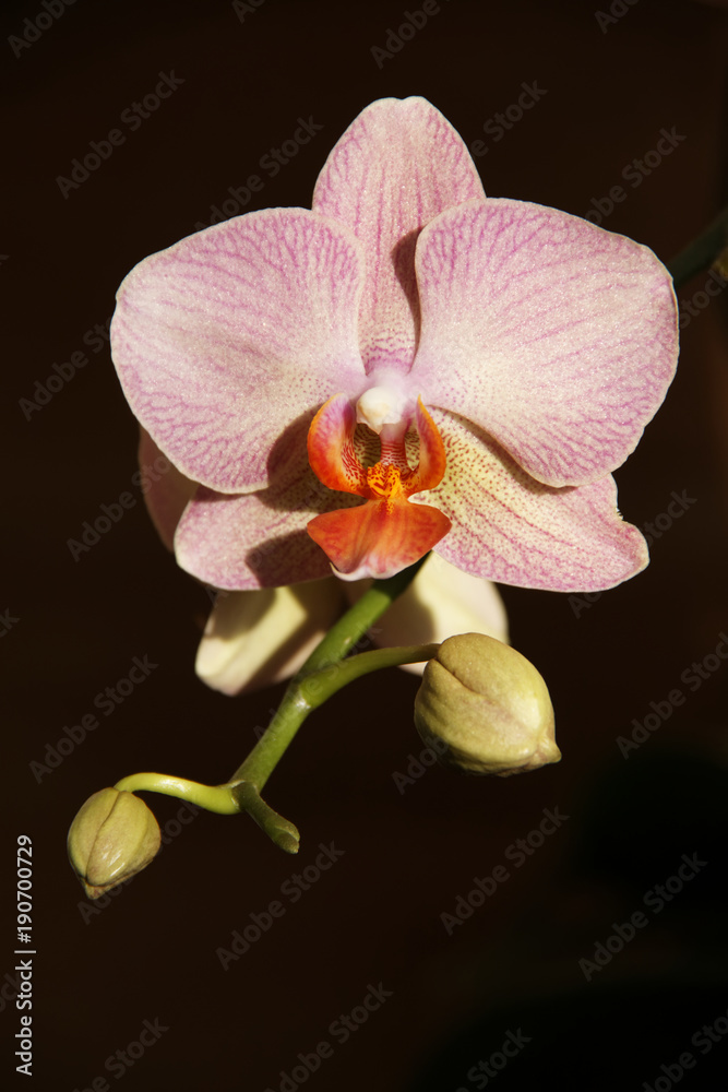 Beautiful Orchid flower. Beautiful Orchid flower.