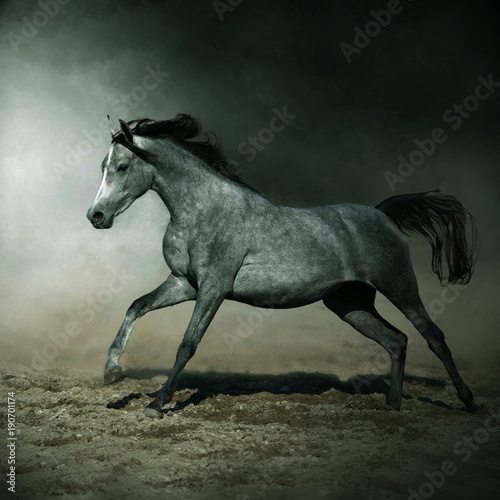 horse Arab gallop stud dynamics