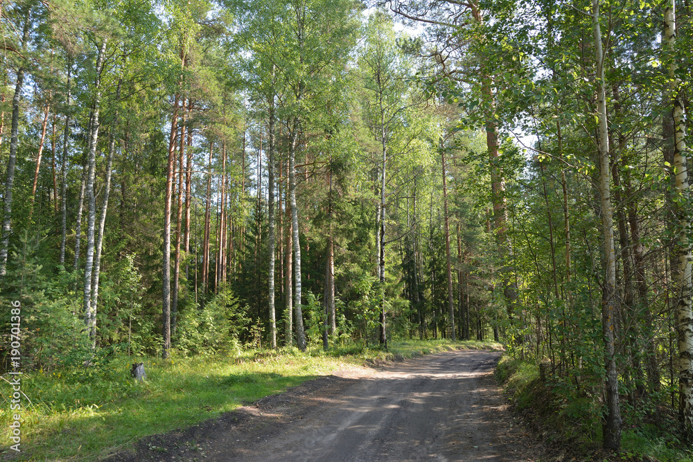Obraz premium Road in a forest in the shade of the trees