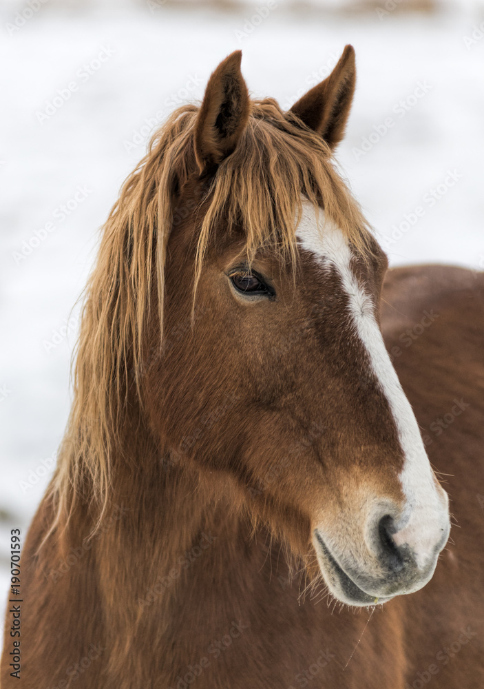 Obraz premium Brown Horse