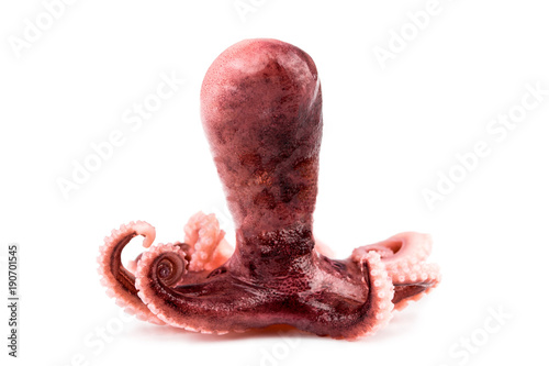 Small octopus isolated on white background. Close up photo