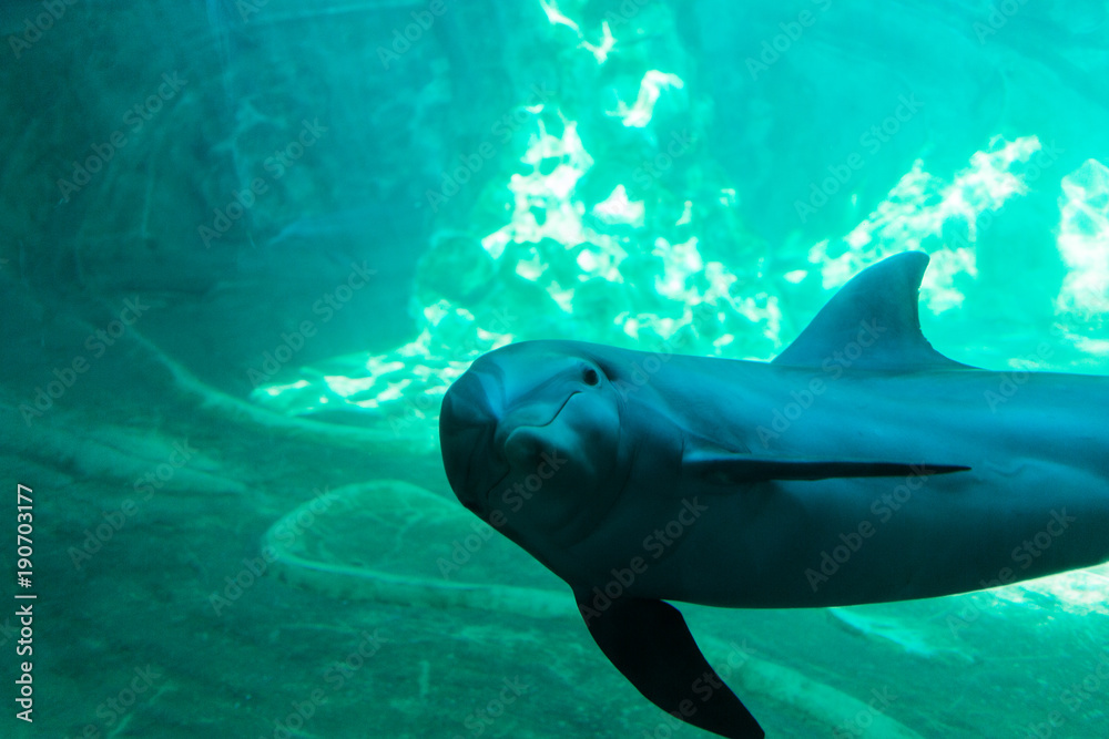 Fototapeta premium Dolphin swimming underwater in aquarium, looking at you.