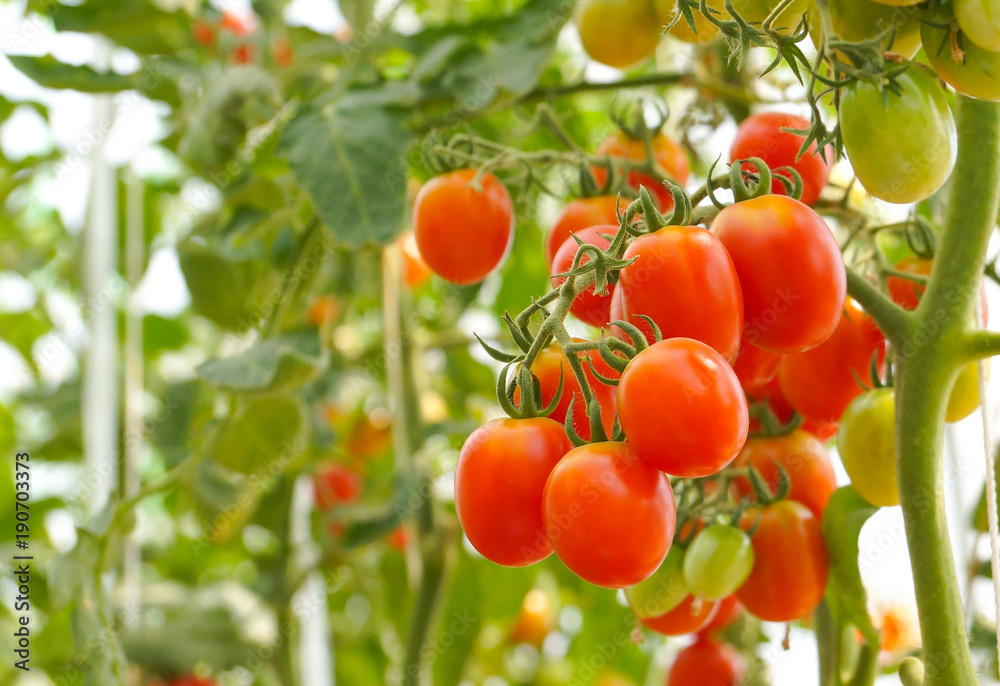 A bunch of red cherry tomato in a greenhouse
