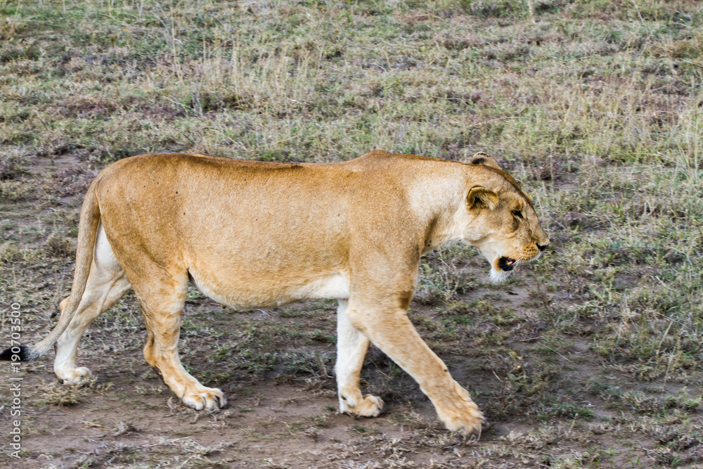 East African lionesses (Panthera leo) East African lionesses (Panthera leo)