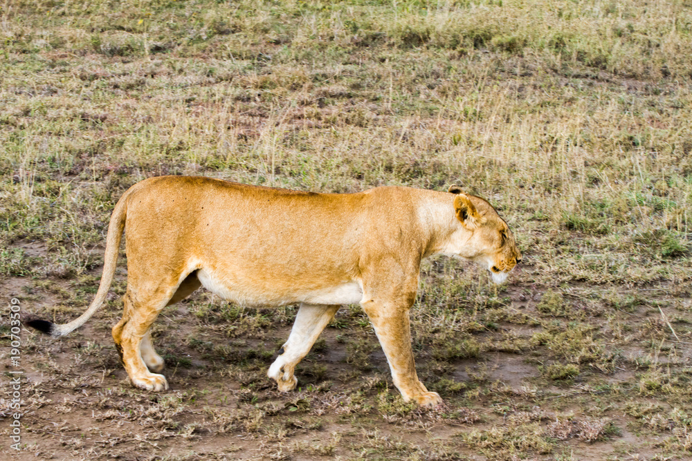 East African lionesses (Panthera leo) East African lionesses (Panthera leo)