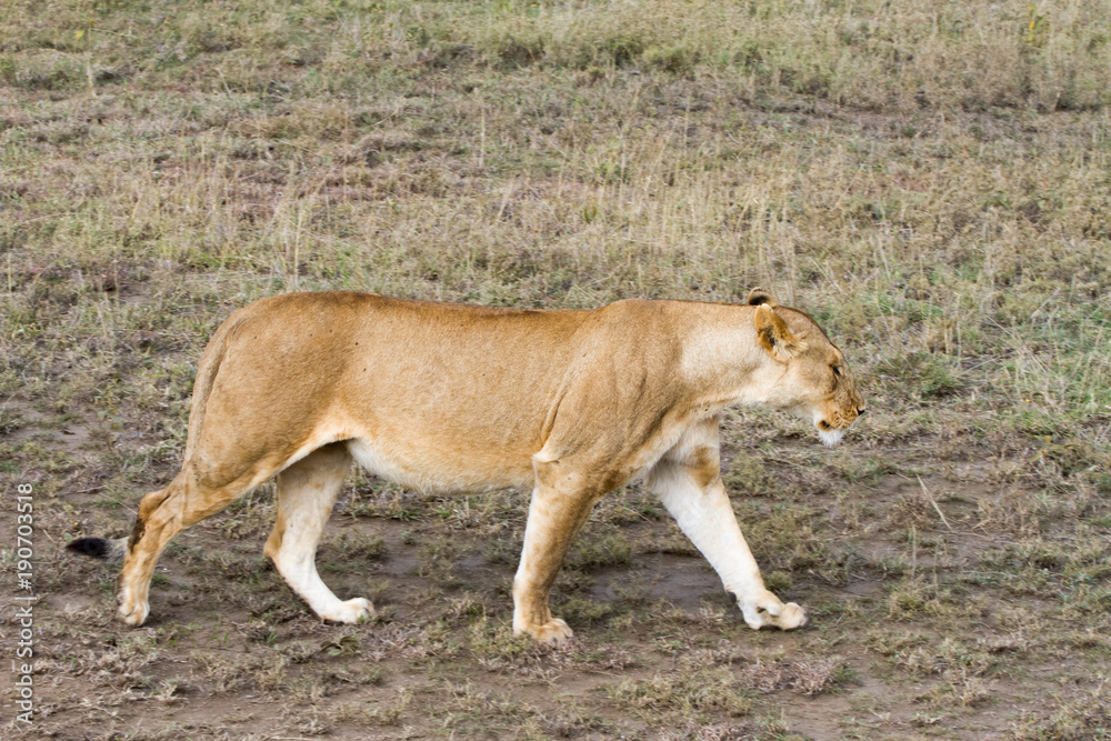 East African lionesses (Panthera leo) East African lionesses (Panthera leo)